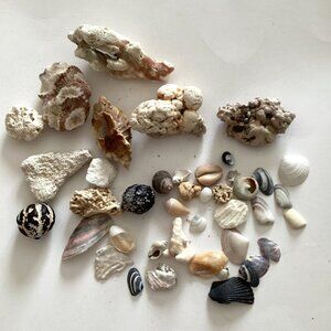 An Assorted Collection of Small Seashells Great For Arts Crafts Pictures Jewelry